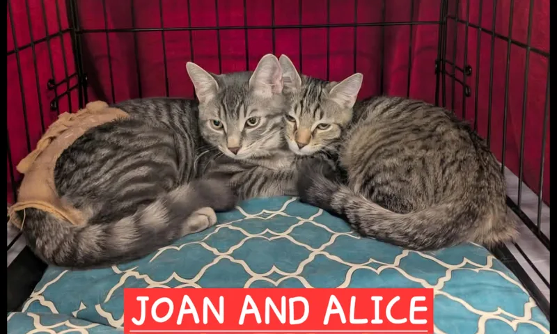 Joan