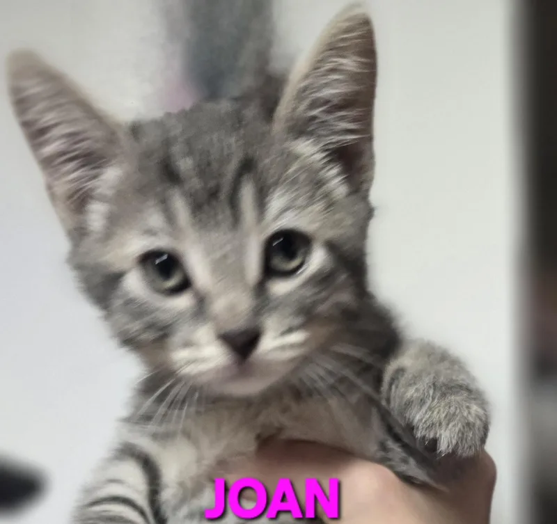 Joan thumbnail 4