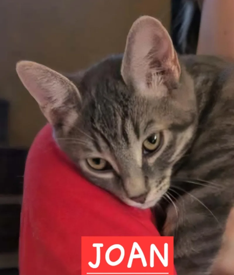 Joan thumbnail 6