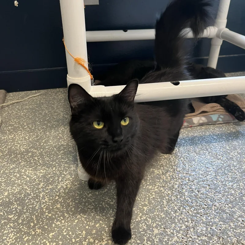 A young medium-sized female Black Domestic Short Hair cat named Truffle for adoption in North Haven, CT