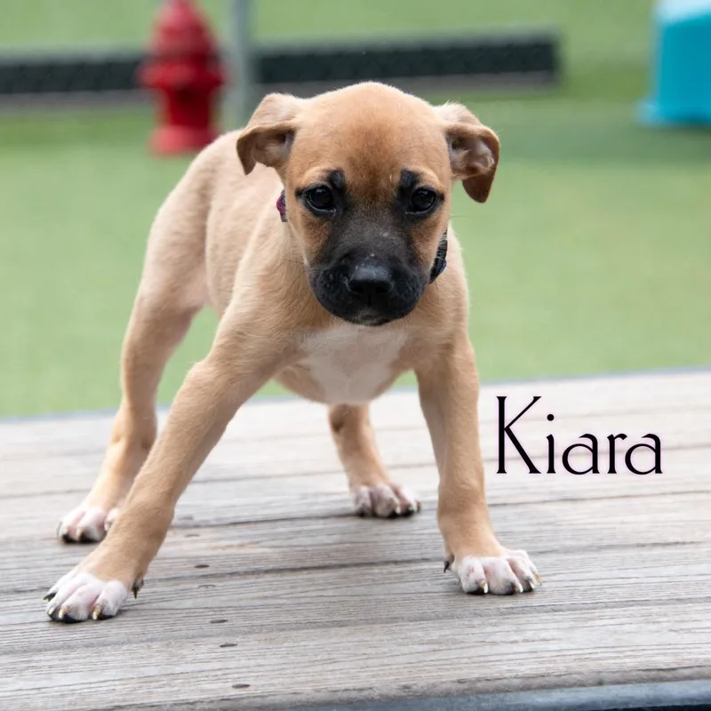 Kiara