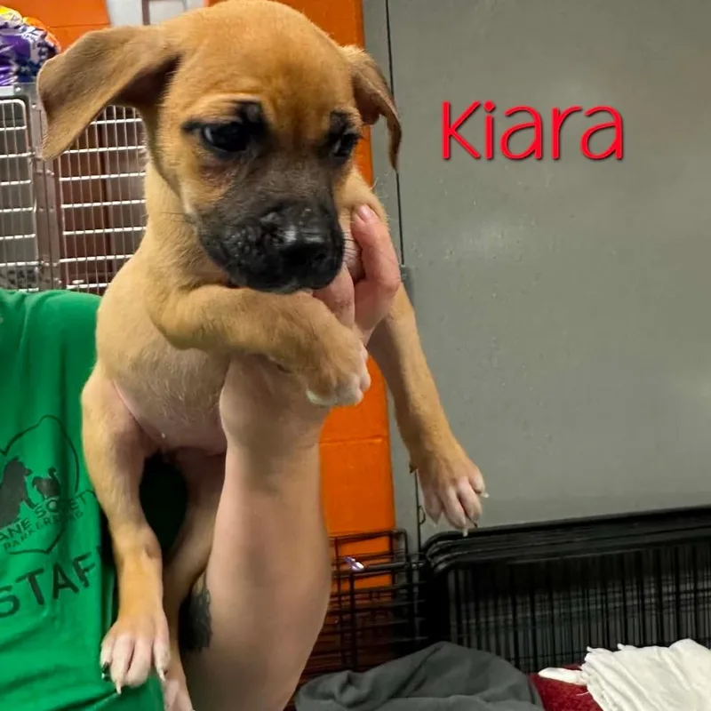 Kiara thumbnail 2