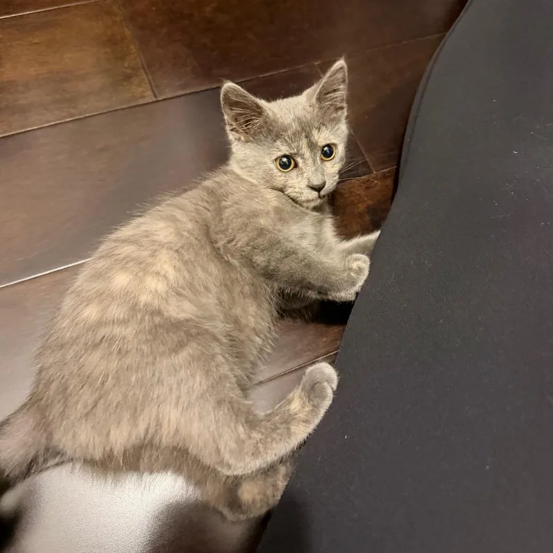 A baby small-sized female Gray / Blue / Silver Domestic Short Hair cat named Kortie for adoption in Chicago, IL