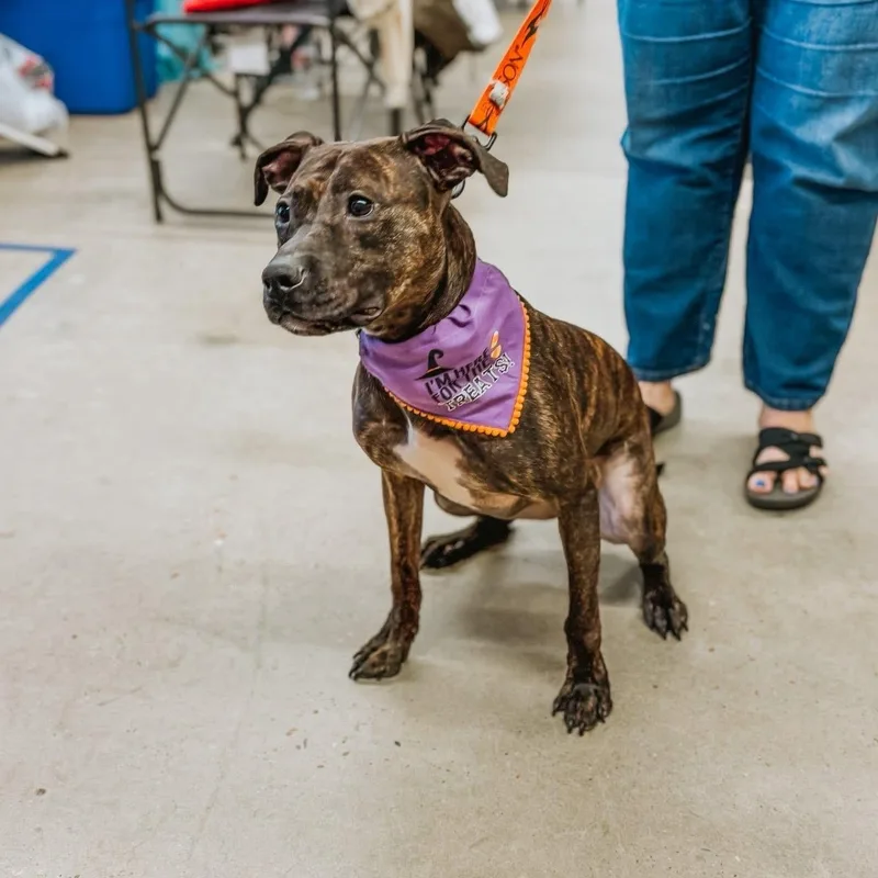 An adult medium-sized male Brindle Terrier dog named Ace for adoption in Chesapeake Beach, MD