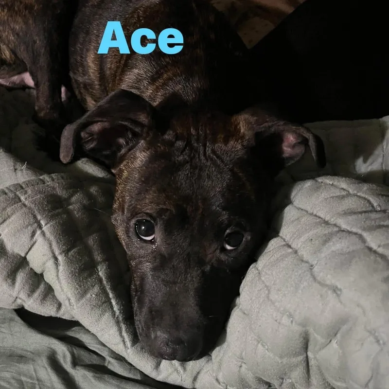 Ace thumbnail 4