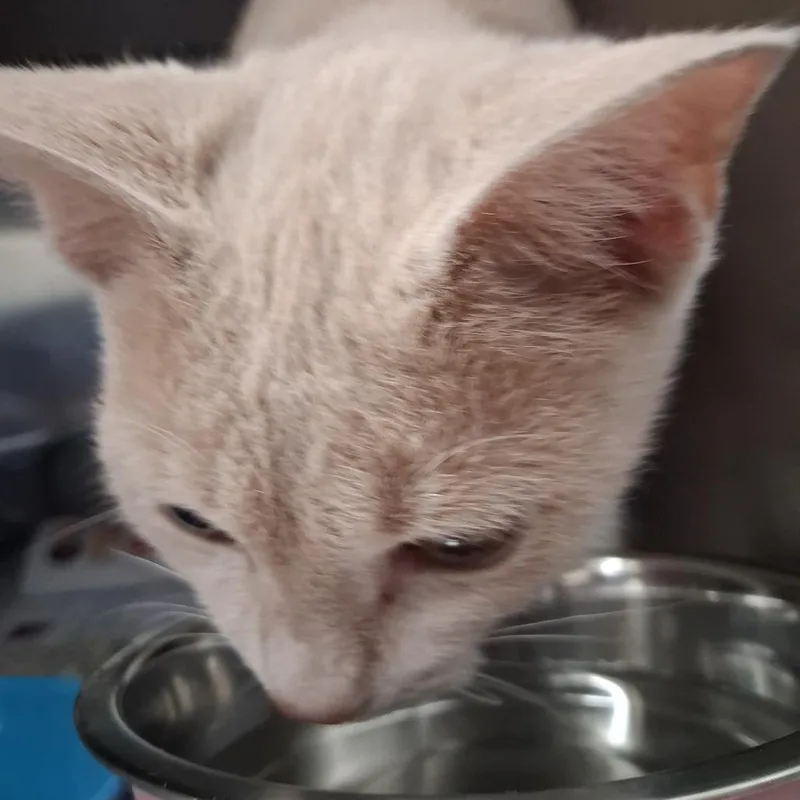 A baby small-sized female Buff / Tan / Fawn Domestic Short Hair cat named Pixie for adoption in Auburn, AL