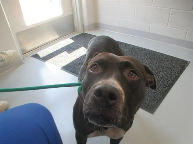 An adult large-sized female Pit Bull Terrier dog named Maple for adoption in Ocala, FL