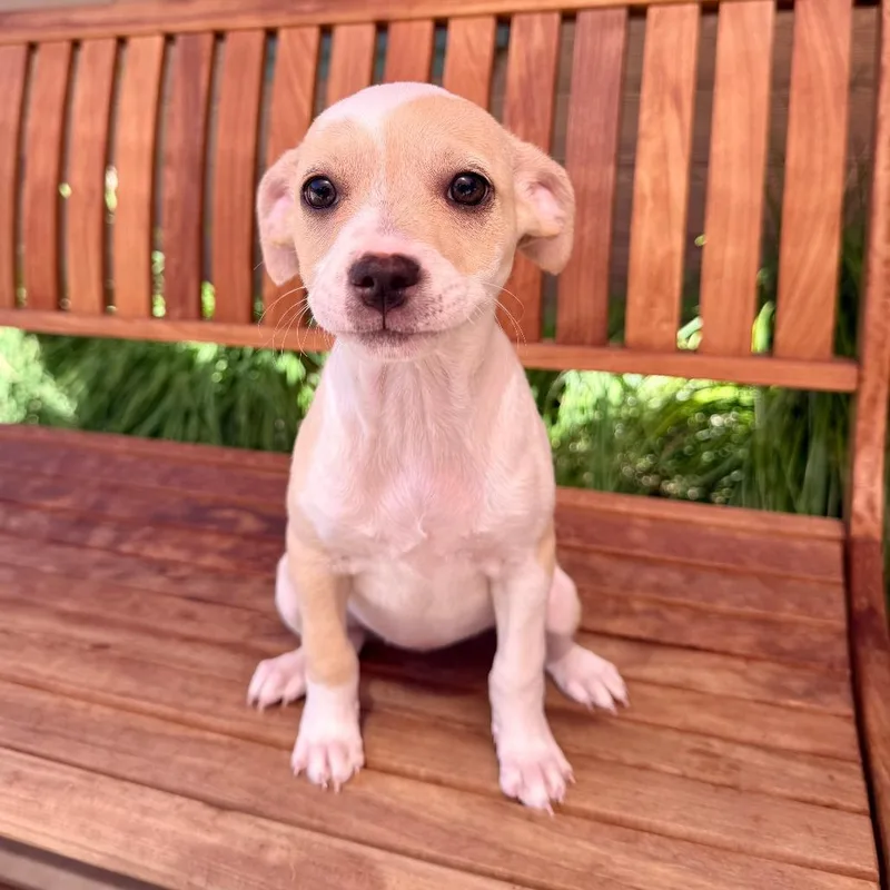 A baby small-sized female Chihuahua dog named Aretha for adoption in Agoura Hills, CA