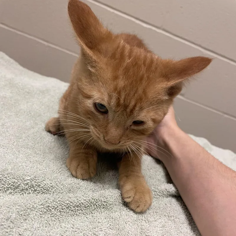 A baby small-sized male Orange / Red Domestic Short Hair cat named Nutter Butter for adoption in Bristol, IN