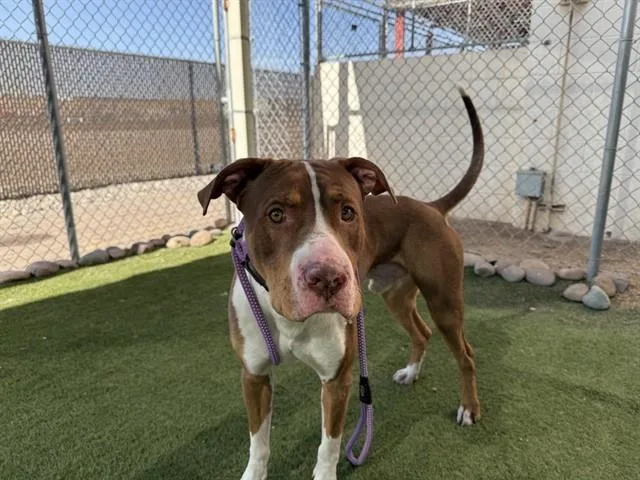 A young large-sized male Pit Bull Terrier dog named Tesla for adoption in Phoenix, AZ