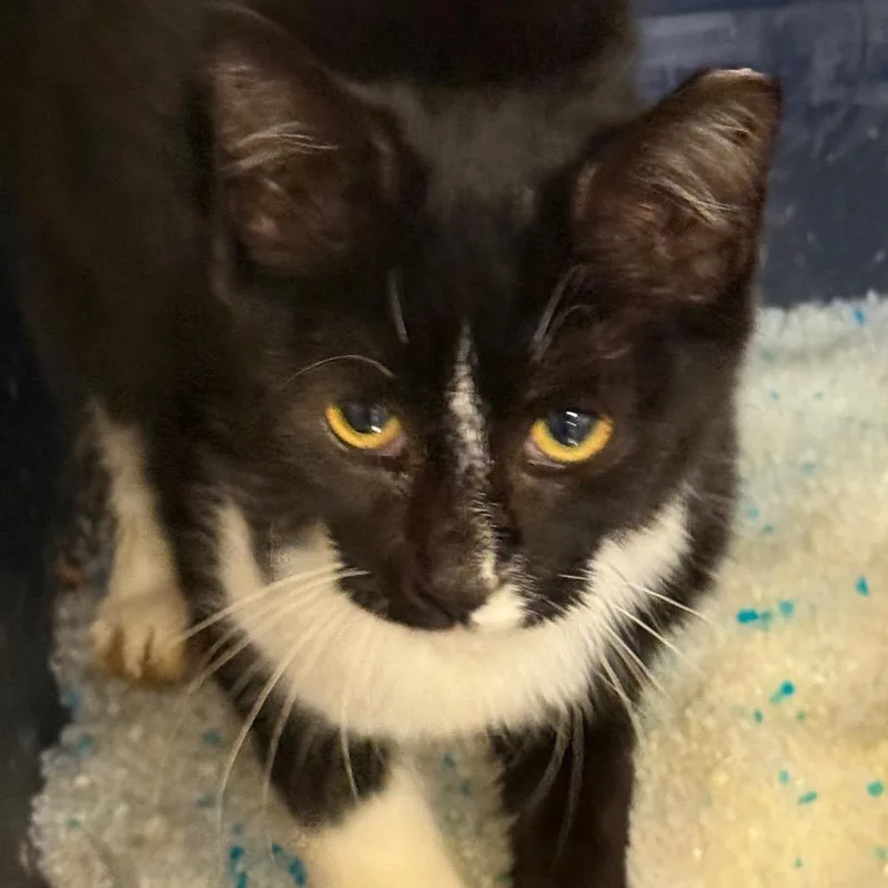 A baby small-sized female Black Domestic Short Hair cat named Maeve for adoption in Hagerstown, MD