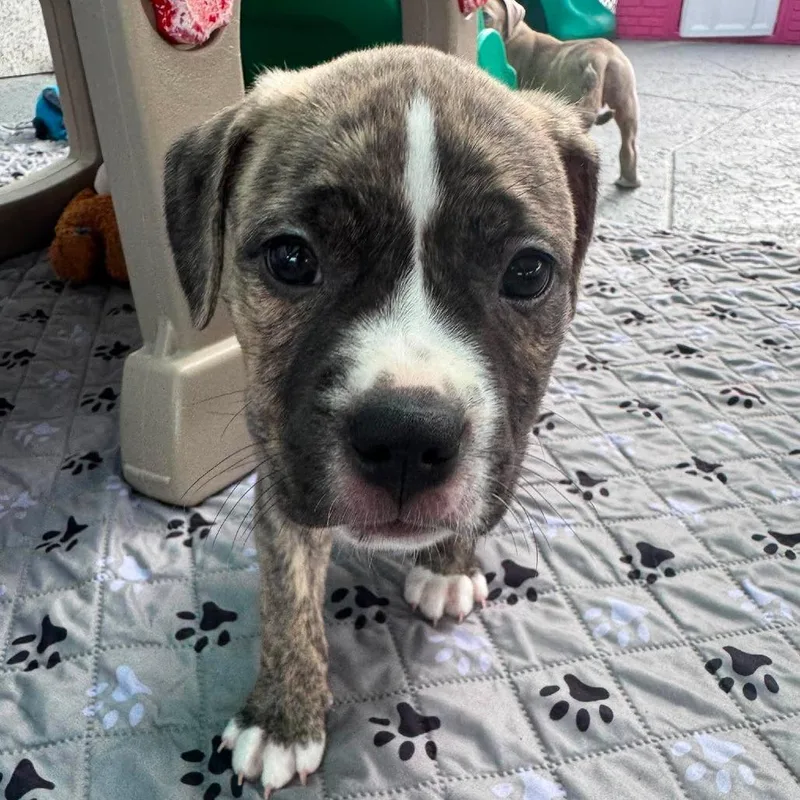 Olivia Rodrigo thumbnail 4