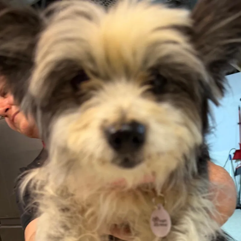 A young small-sized female Gray / Blue / Silver Pomeranian dog named Alexis for adoption in West Chester, PA