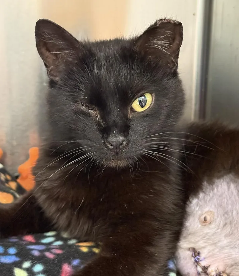 A young medium-sized female Domestic Short Hair cat named Nessa for adoption in Ontario, OR