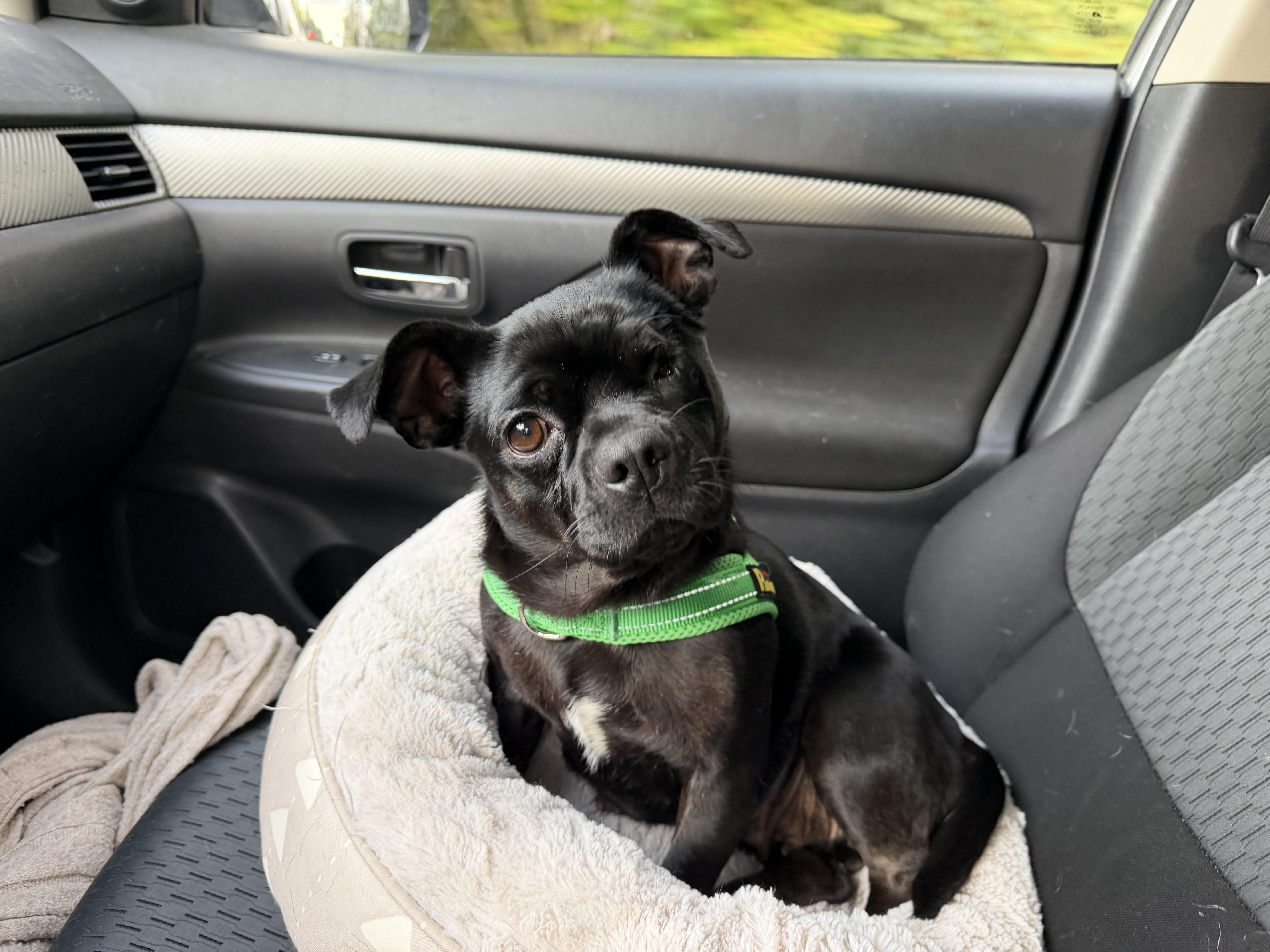 An adult small-sized female Pug dog named Lilly for adoption in lynnwood , WA