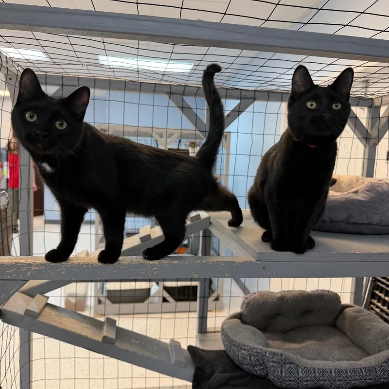 A young medium-sized male Domestic Short Hair cat named Bagheera&wrigley for adoption in Portage, MI