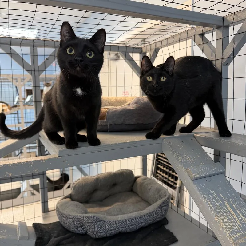 Bagheera&wrigley thumbnail 2
