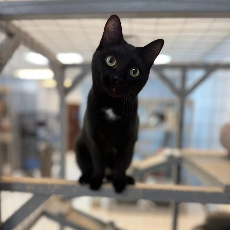 Bagheera&wrigley thumbnail 3