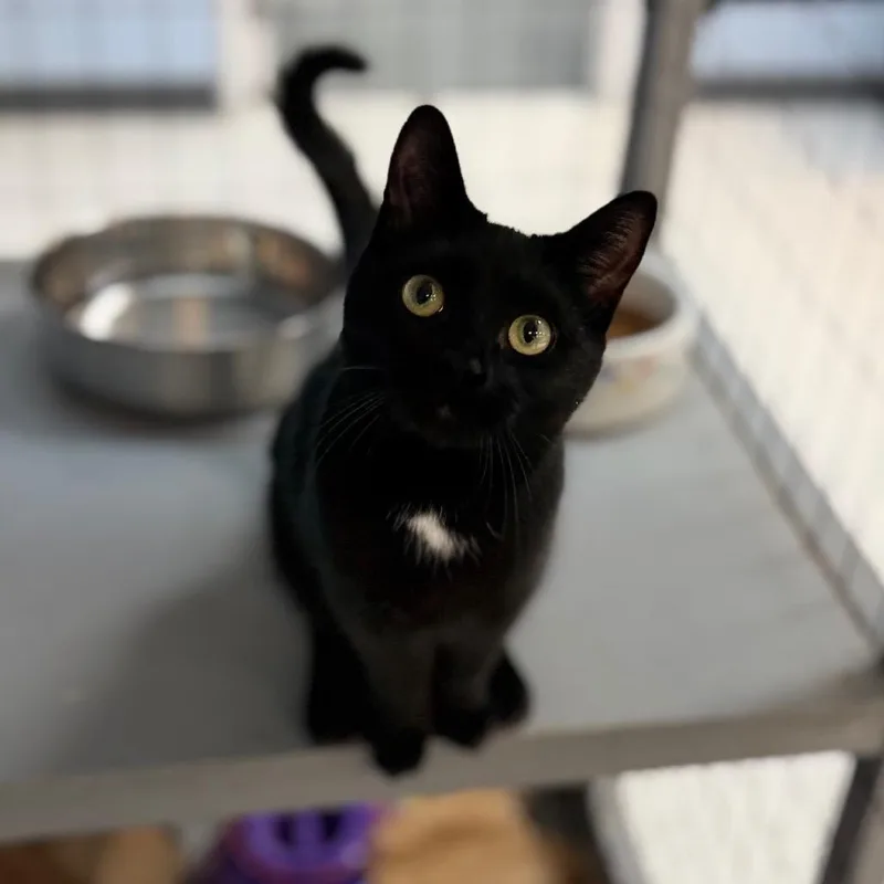 Bagheera&wrigley thumbnail 5
