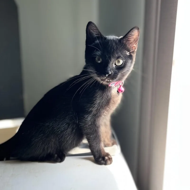 Bagheera&wrigley thumbnail 6