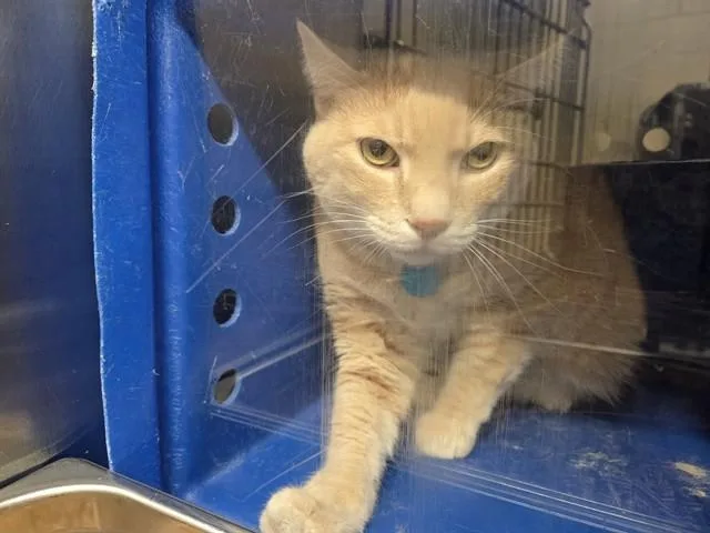 An adult small-sized male Domestic Short Hair cat named Leo for adoption in Orlando, FL