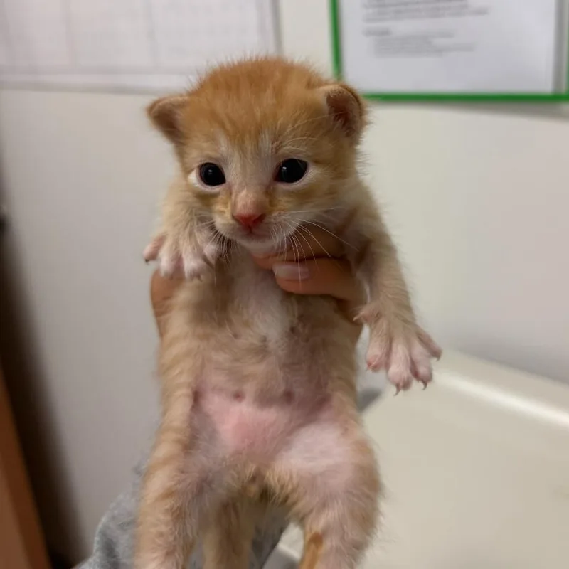 A baby small-sized male Orange / Red Domestic Short Hair cat named Wesley W for adoption in Edinburg, TX