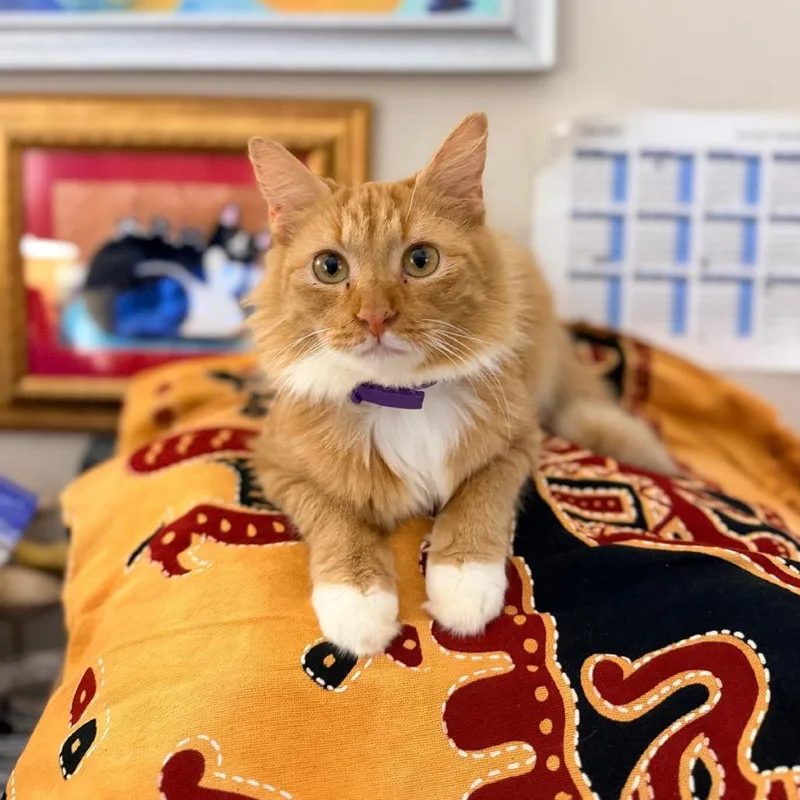 A young medium-sized female Domestic Medium Hair cat named Layla for adoption in Sarasota, FL