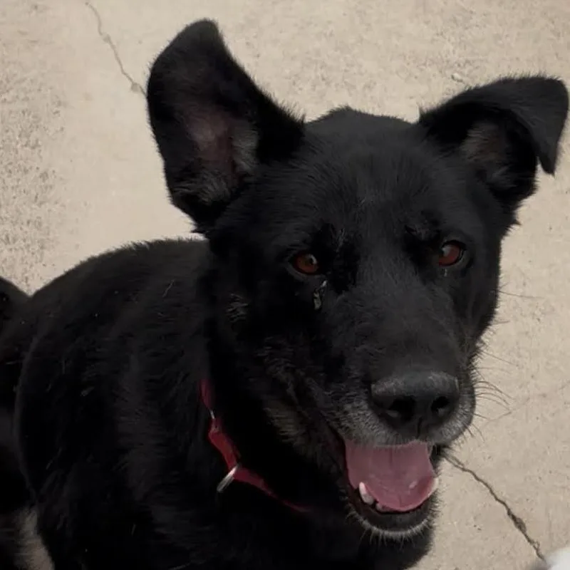 An adult large-sized female Black Shepherd dog named Simmy for adoption in Springfield, IL