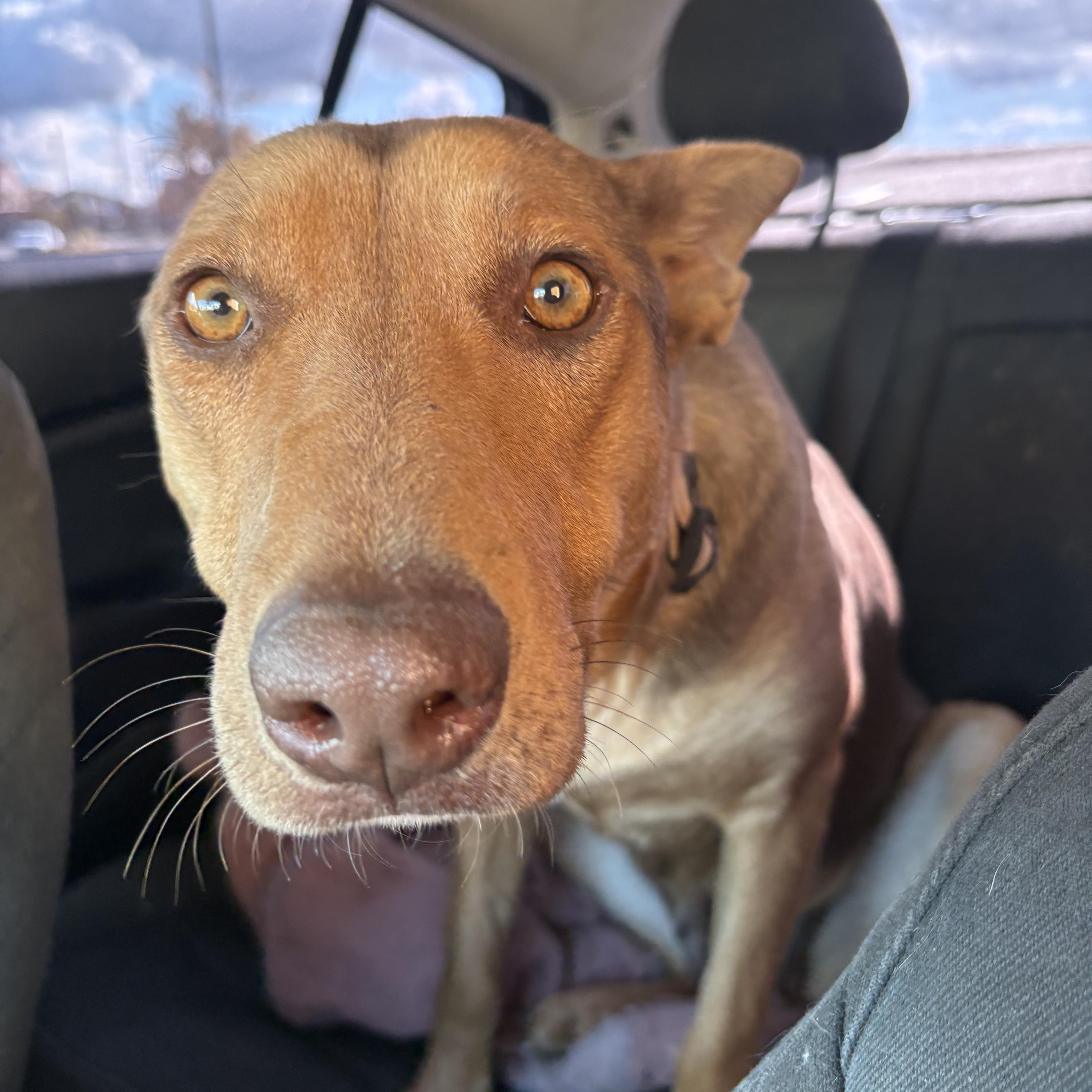 A young medium-sized female Red / Chestnut / Orange German Shepherd Dog dog named Nala for adoption in Woodland Hills, CA