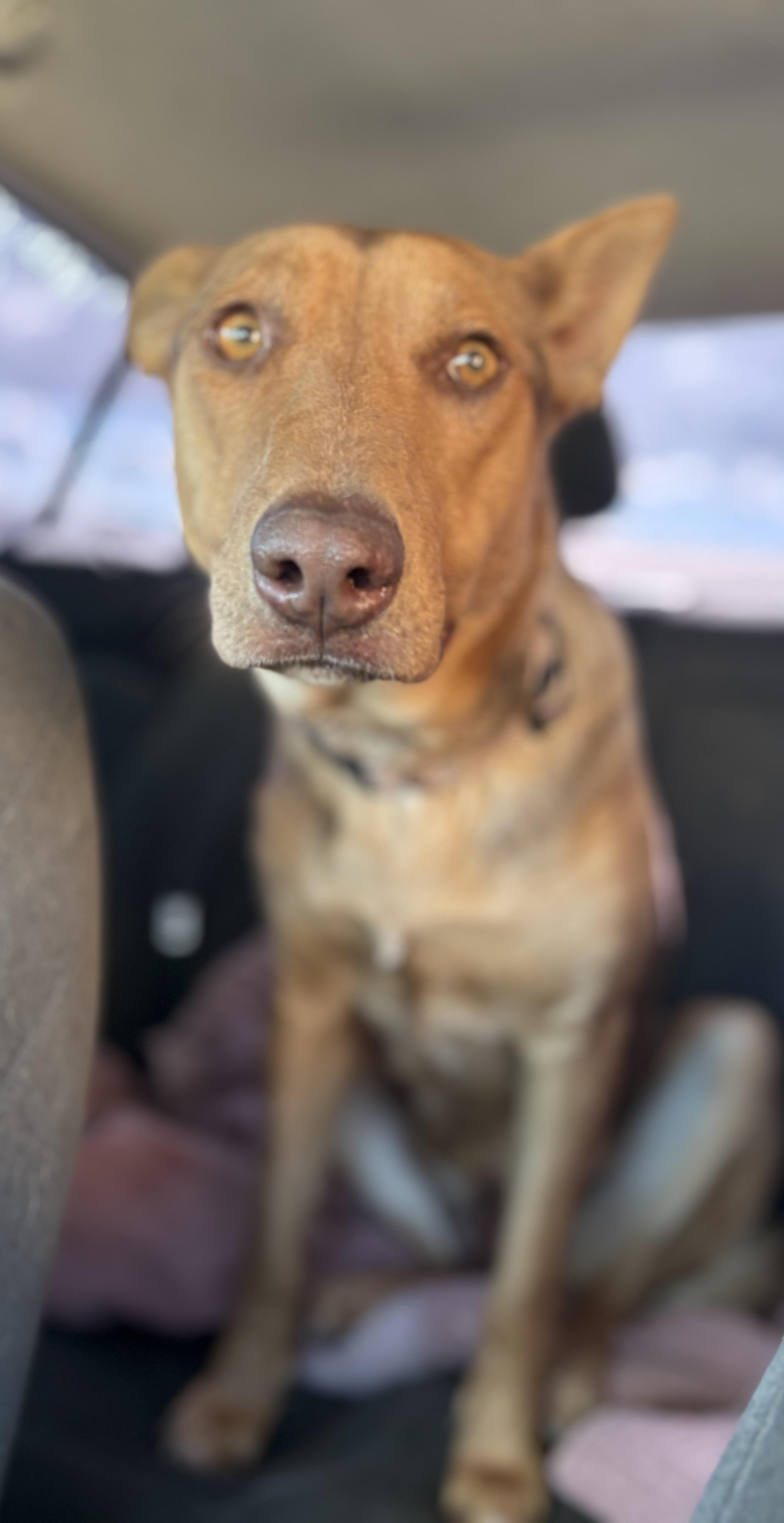 Nala thumbnail 3