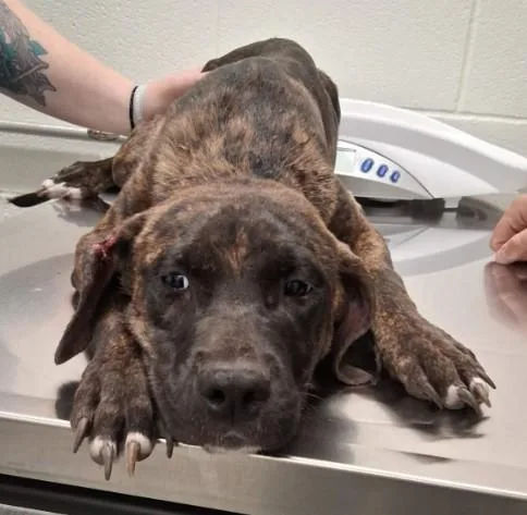 A baby small-sized female Pit Bull Terrier dog named Breakfast for adoption in Toledo, OH