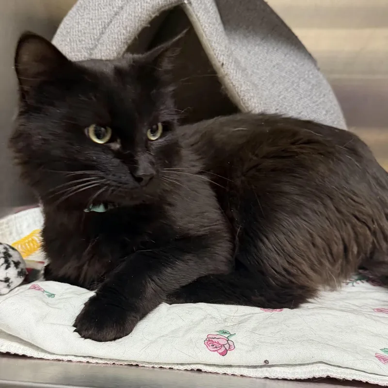 An adult medium-sized male Black Domestic Medium Hair cat named Emerson for adoption in Germansville, PA