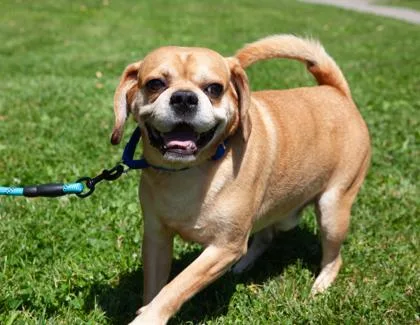 An adult small-sized male Mixed Breed dog named Cheddar for adoption in West Chester, PA