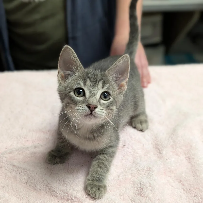 A baby small-sized male Domestic Short Hair cat named Radish for adoption in Brookfield, WI