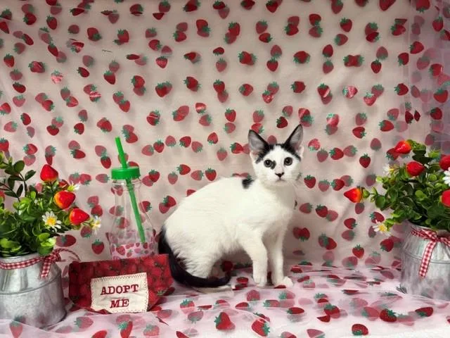 A baby small-sized female Domestic Short Hair cat named Dot for adoption in Fairfield, CA