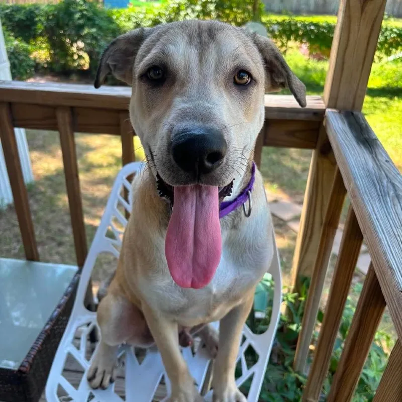 A baby large-sized male Yellow / Tan / Blond / Fawn Labrador Retriever dog named Goober for adoption in Spring, TX