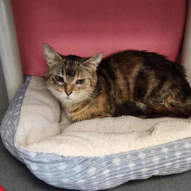 An adult small-sized female Domestic Short Hair cat named Aerie for adoption in Kalamazoo, MI