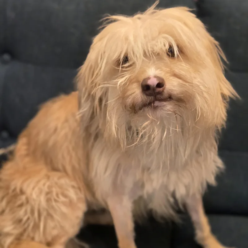 An adult small-sized female Golden Havanese dog named Dixie for adoption in Normal, IL