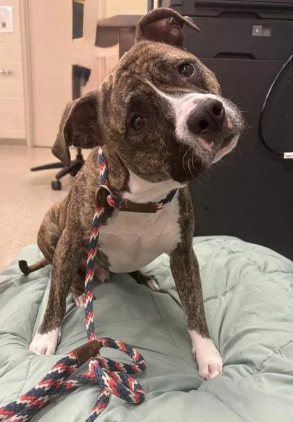 A young medium-sized male Pit Bull Terrier dog named Canek for adoption in Fishers, IN