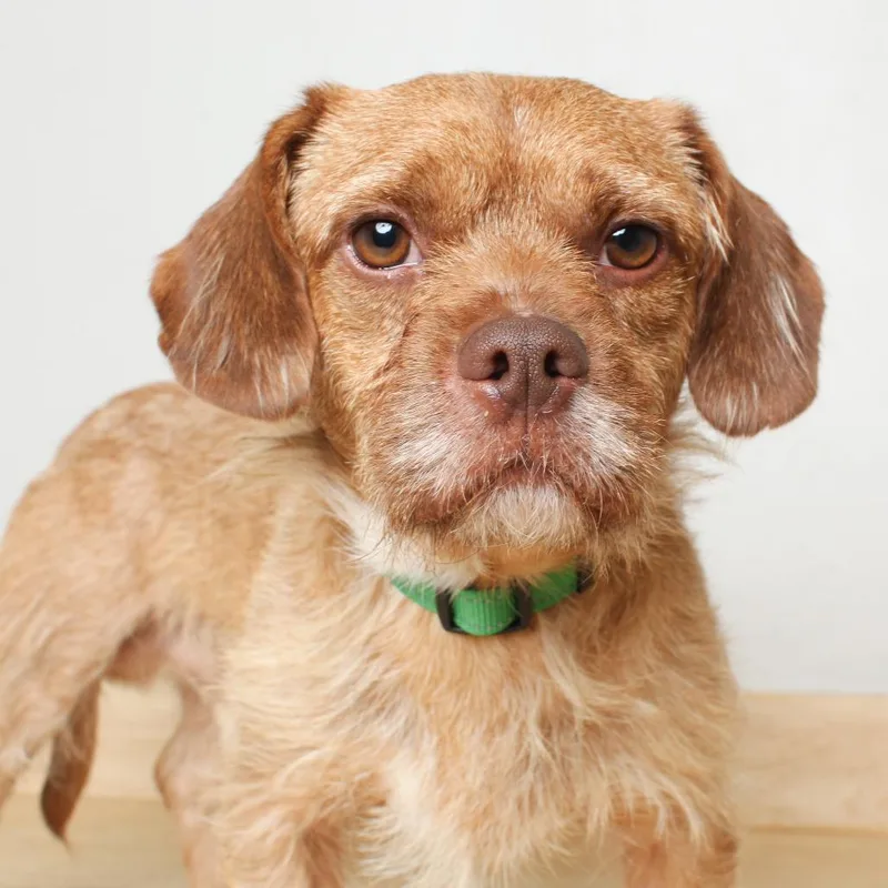 An adult small-sized male Yellow / Tan / Blond / Fawn Border Terrier dog named Mack D for adoption in Minnetonka, MN