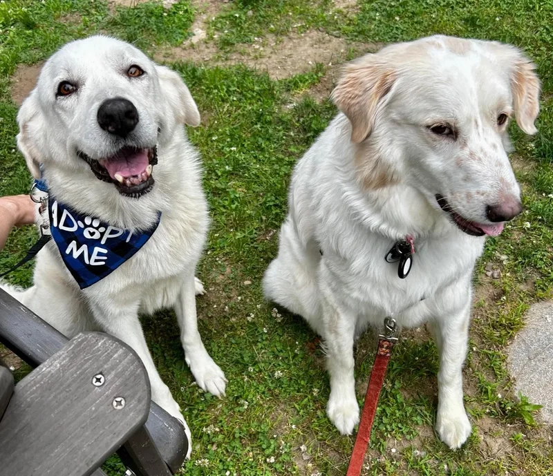 An adult medium-sized female White / Cream Great Pyrenees dog named Katara for adoption in Brooklyn, NY