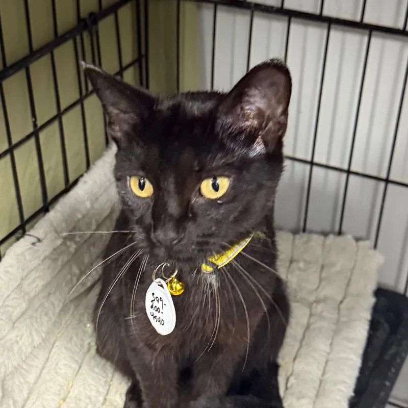 An adult medium-sized female Black Domestic Short Hair cat named Whitney for adoption in Normal, IL