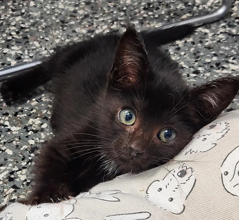 A baby medium-sized male Black Domestic Short Hair cat named Maurice for adoption in Siloam Springs, AR
