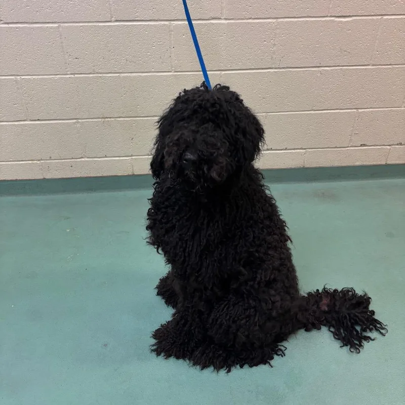 An adult medium-sized male Black Mixed Breed dog named Opali for adoption in Memphis, TN