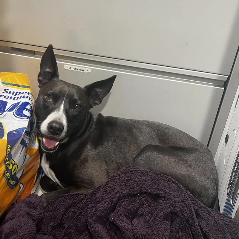 An adult medium-sized male Black Terrier dog named Yonis for adoption in Tampa, FL