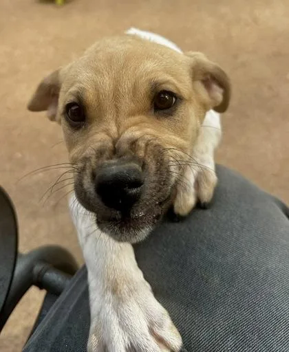 A baby medium-sized female Mixed Breed dog named Mimosa for adoption in Wilkesboro, NC