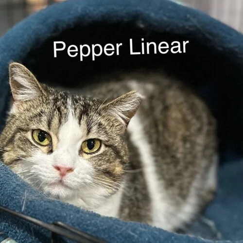 An adult medium-sized female Tabby (Brown / Chocolate) Domestic Short Hair cat named Pepper Linnear for adoption in Tipp City, OH