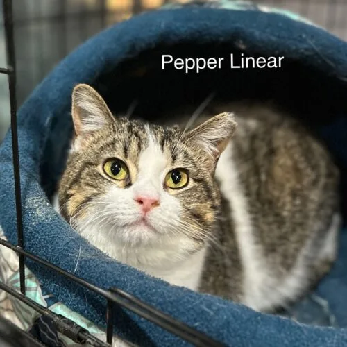 Pepper Linnear thumbnail 2
