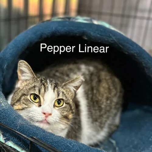 Pepper Linnear thumbnail 3