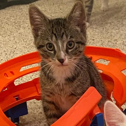 A baby small-sized male Brown / Chocolate Domestic Short Hair cat named Wren for adoption in Hinsdale, IL